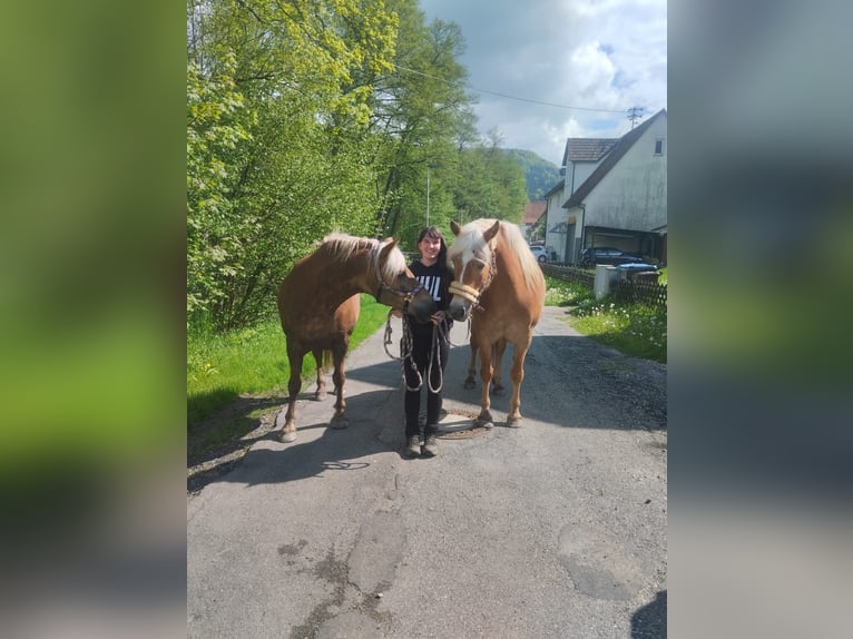 Haflinger Stute 10 Jahre 155 cm Fuchs in Balingen