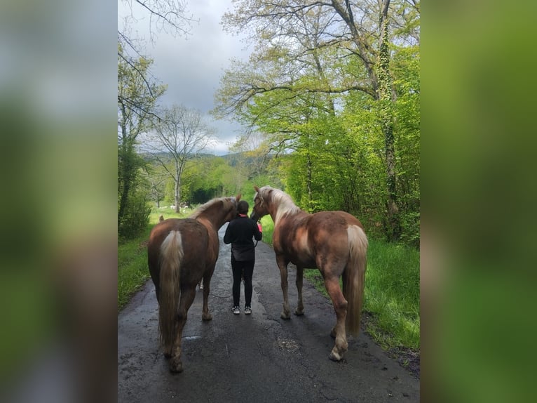 Haflinger Stute 10 Jahre 155 cm Fuchs in Balingen