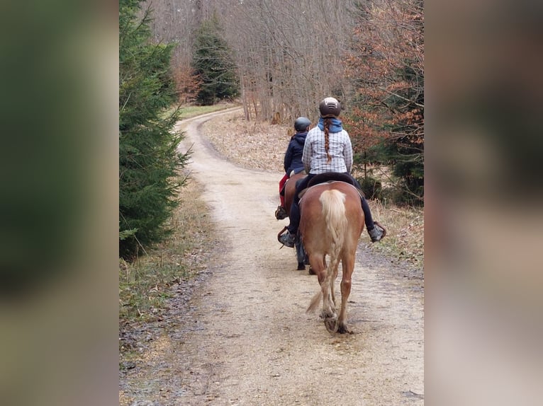 Haflinger Stute 10 Jahre 155 cm Fuchs in Balingen