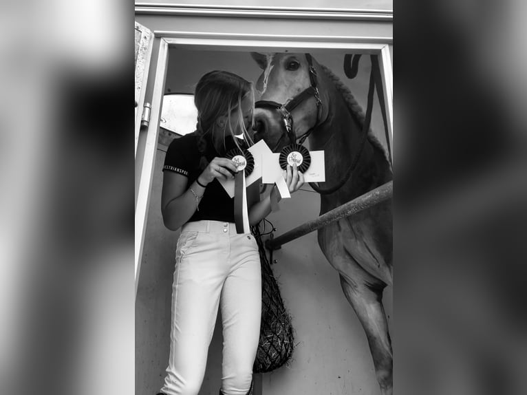 Haflinger Stute 10 Jahre 156 cm Fuchs in Megchelen