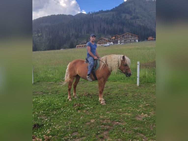 Haflinger Stute 10 Jahre  in Obertilliach