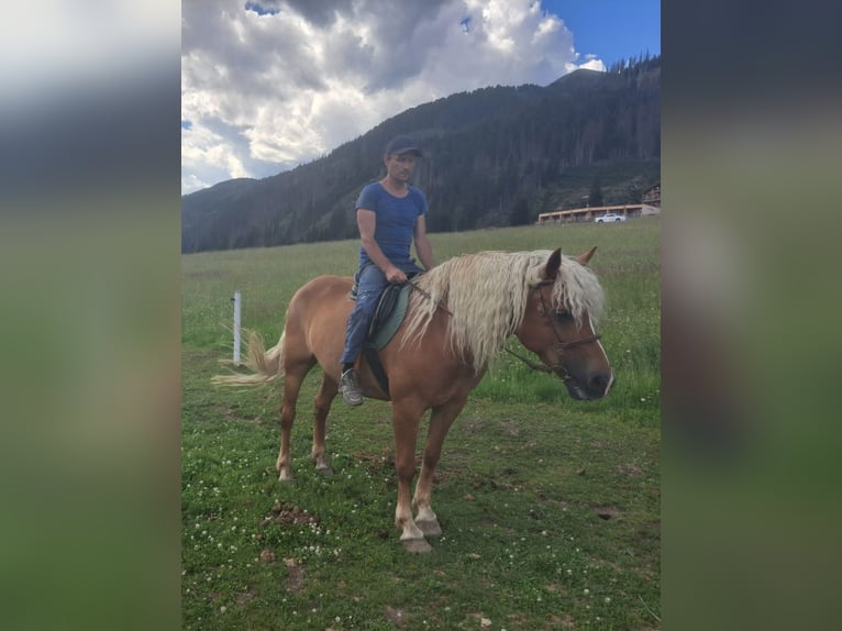 Haflinger Stute 10 Jahre  in Obertilliach