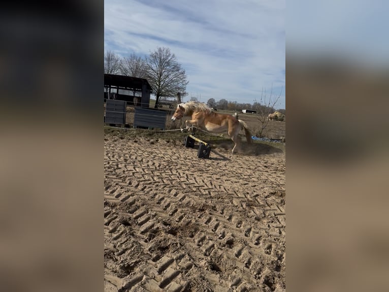 Haflinger Mix Stute 10 Jahre Hellbrauner in Braunschweig