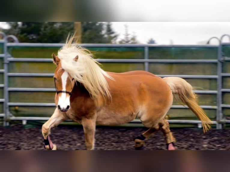 Haflinger Mix Stute 10 Jahre Hellbrauner in Braunschweig