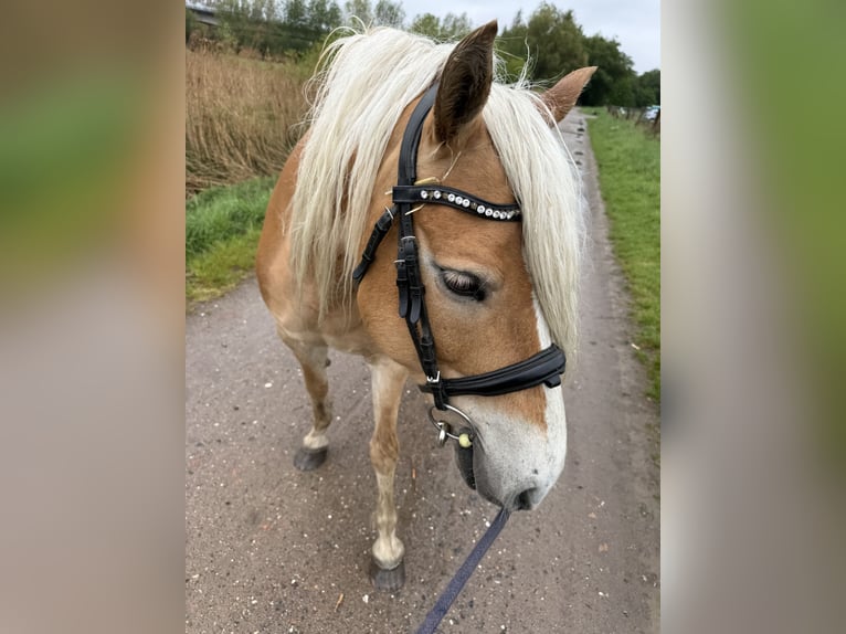 Haflinger Mix Stute 10 Jahre Hellbrauner in Braunschweig