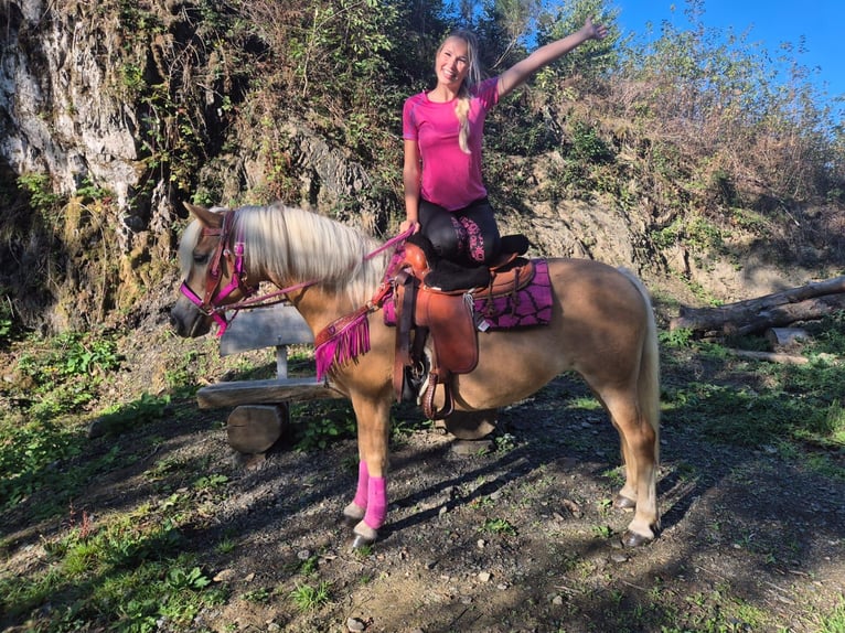 Haflinger Stute 11 Jahre 142 cm Fuchs in Linkenbach