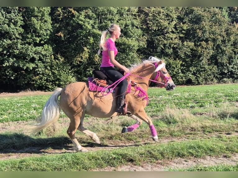 Haflinger Stute 11 Jahre 142 cm Fuchs in Linkenbach