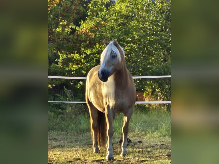 Haflinger Stute 11 Jahre 145 cm Fuchs in Zahna-Elster
