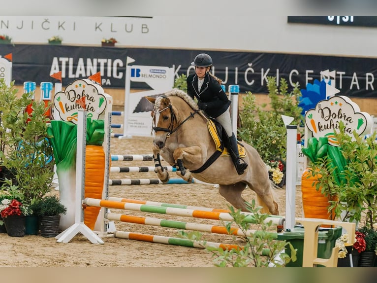 Haflinger Stute 11 Jahre 145 cm in Novo mesto