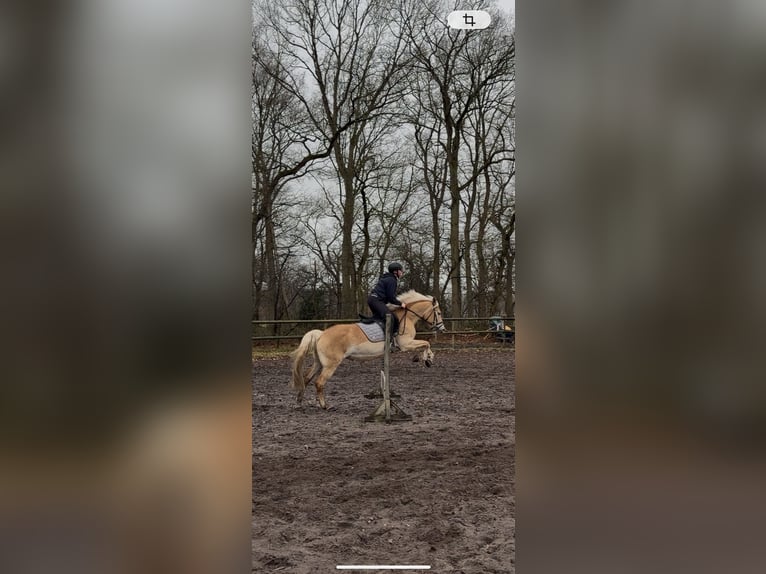 Haflinger Stute 11 Jahre 146 cm  in Klein Nordende