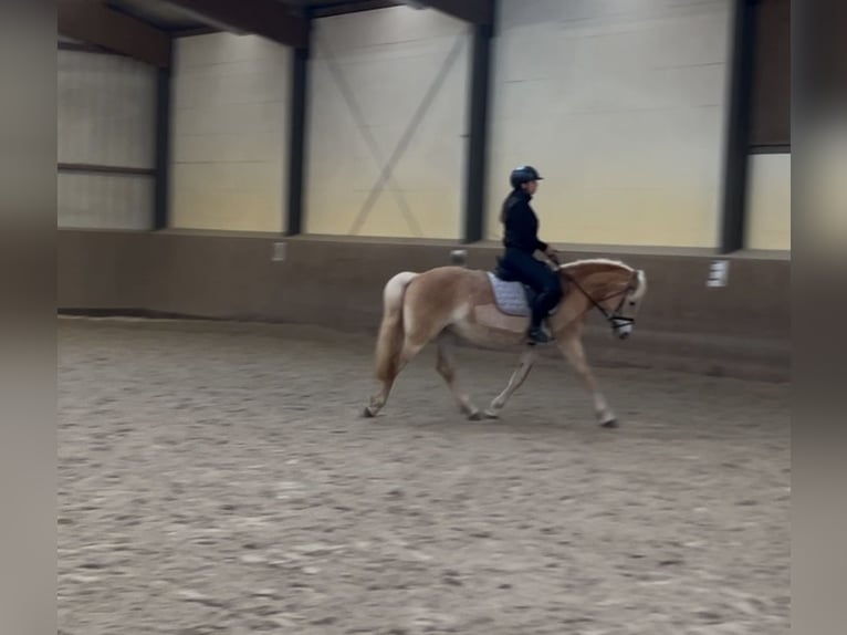 Haflinger Stute 11 Jahre 146 cm  in Klein Nordende