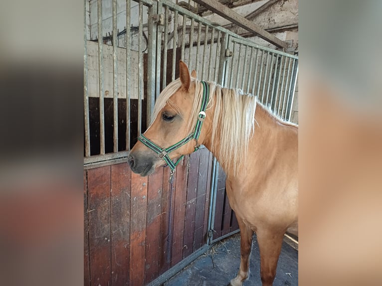 Haflinger Stute 11 Jahre 146 cm  in Varel Grünenkamp