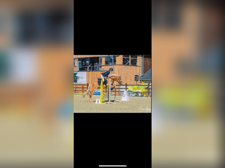 Haflinger Stute 11 Jahre 147 cm in Mersch