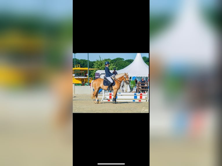 Haflinger Stute 11 Jahre 147 cm in Mersch