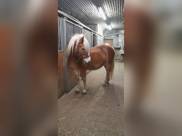 Haflinger Stute 11 Jahre 147 cm Fuchs in Hemmingen