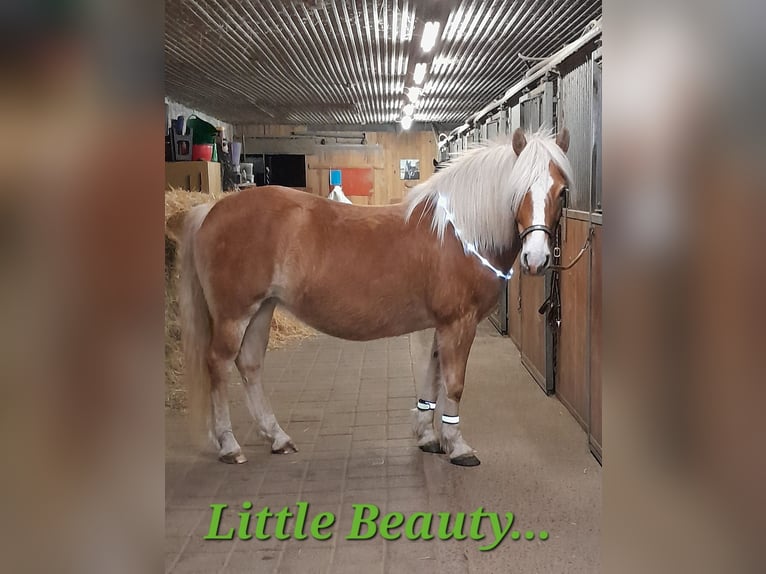 Haflinger Stute 11 Jahre 147 cm Fuchs in Hemmingen