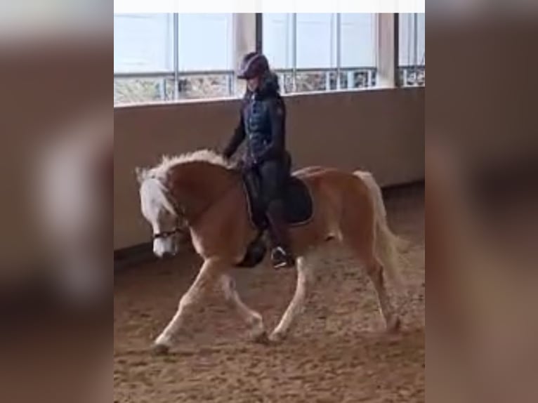 Haflinger Stute 11 Jahre 147 cm Fuchs in Hemmingen