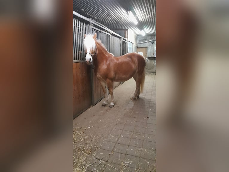 Haflinger Stute 11 Jahre 147 cm Fuchs in Hemmingen