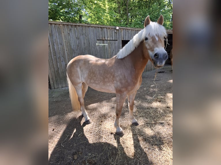 Haflinger Stute 11 Jahre 147 cm Fuchs in Lübeck