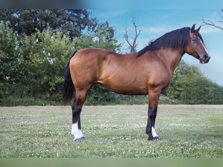 Haflinger Stute 11 Jahre 147 cm Rotbrauner in Battle Creek