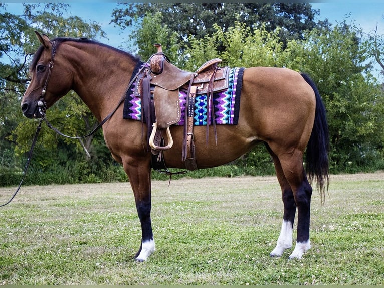 Haflinger Stute 11 Jahre 147 cm Rotbrauner in Battle Creek