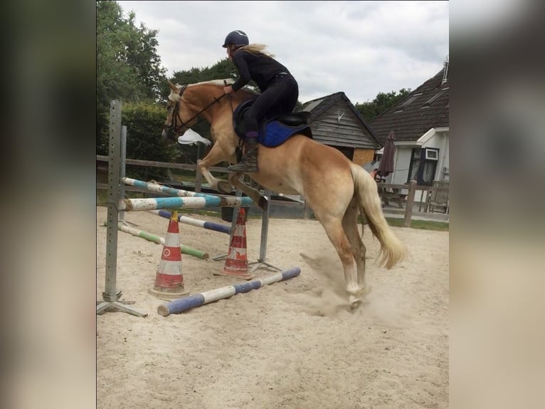 Haflinger Stute 11 Jahre 148 cm in Doezum