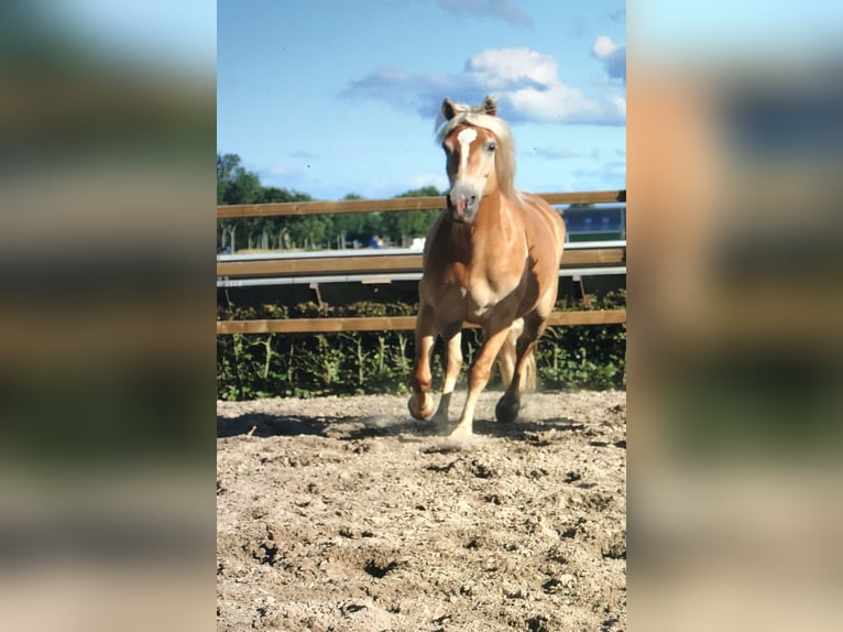 Haflinger Stute 11 Jahre 148 cm in Doezum