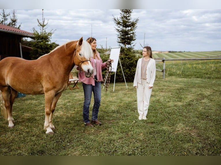 Haflinger Stute 11 Jahre 148 cm Fuchs in Blumberg