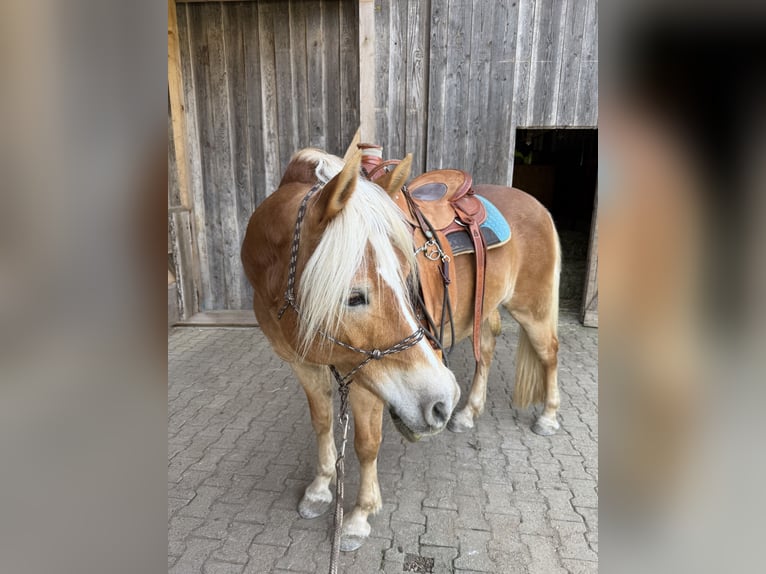 Haflinger Stute 11 Jahre 148 cm Fuchs in Blumberg