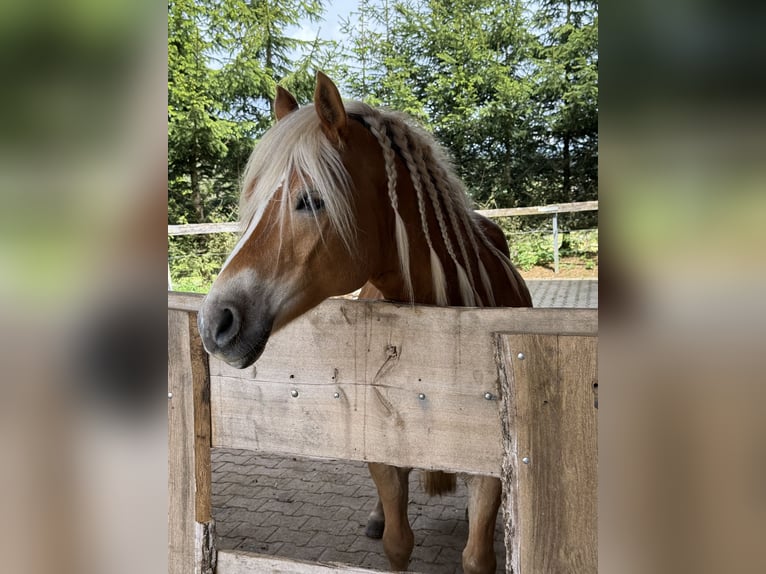 Haflinger Stute 11 Jahre 148 cm Fuchs in Blumberg