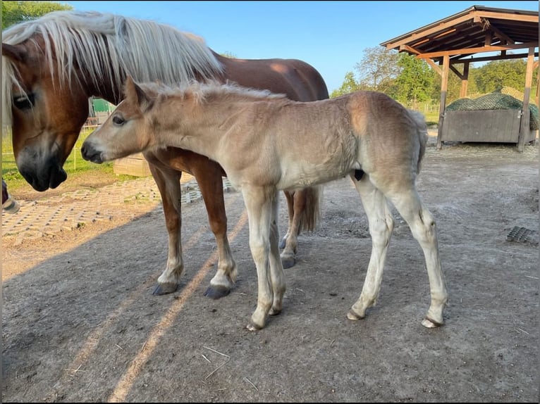 Haflinger Stute 11 Jahre 148 cm Fuchs in VelbertVelbert