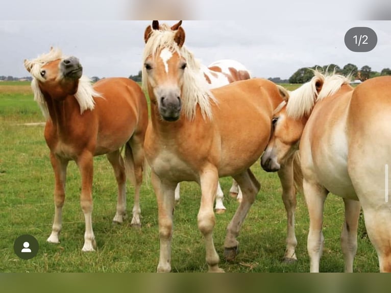 Haflinger Stute 11 Jahre 148 cm Fuchs in VelbertVelbert