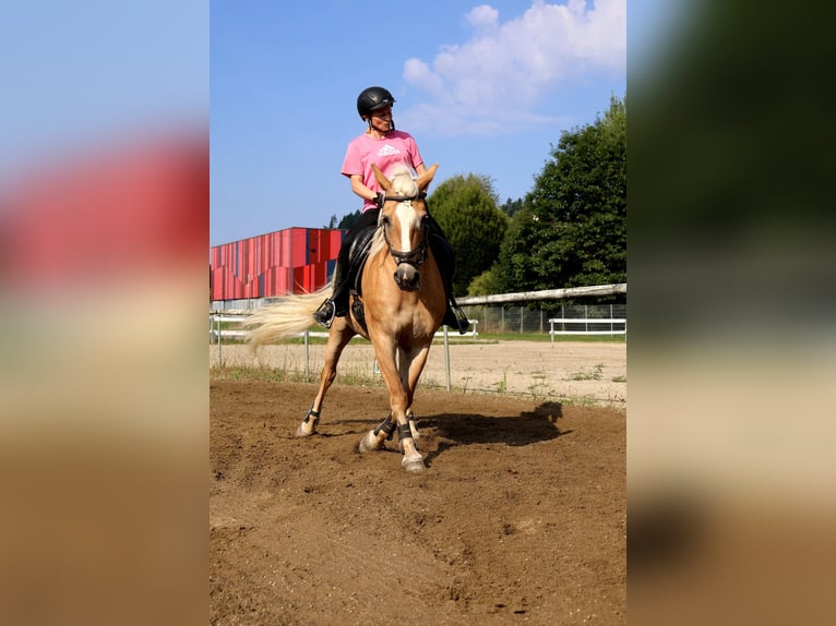 Haflinger Stute 11 Jahre 149 cm Fuchs in St. Veit an der Glan