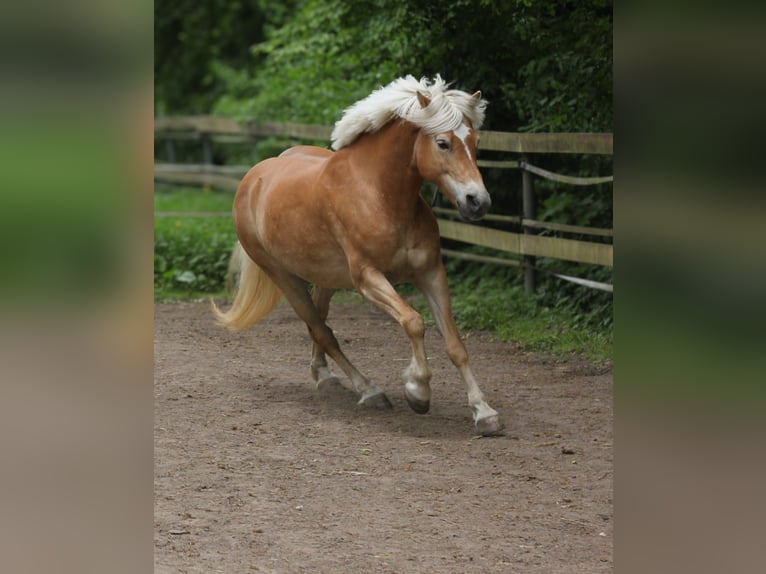 Haflinger Stute 11 Jahre 149 cm Fuchs in Lübeck