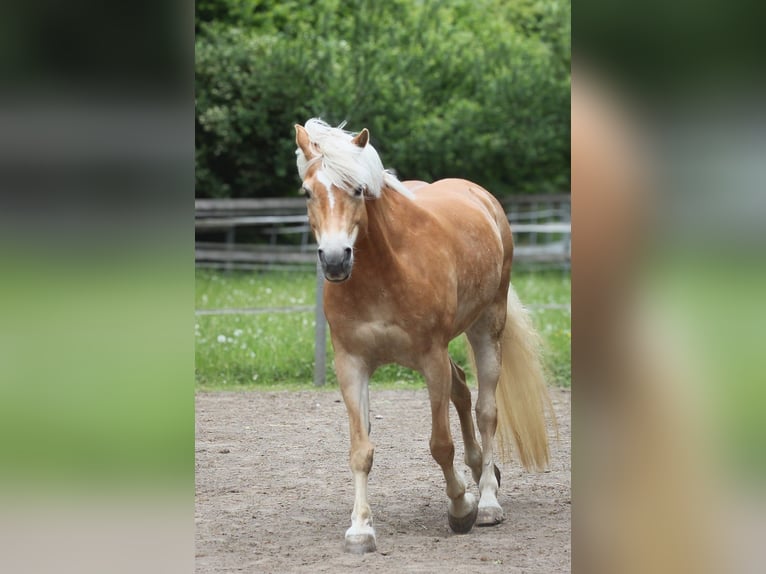 Haflinger Stute 11 Jahre 149 cm Fuchs in Lübeck