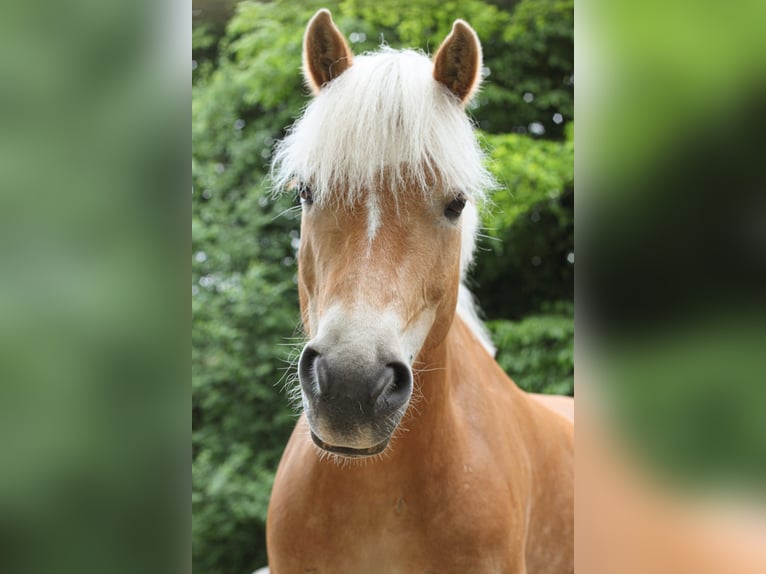 Haflinger Stute 11 Jahre 149 cm Fuchs in Lübeck