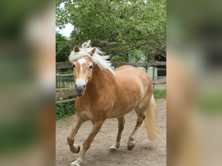 Haflinger Stute 11 Jahre 149 cm Fuchs in Lübeck