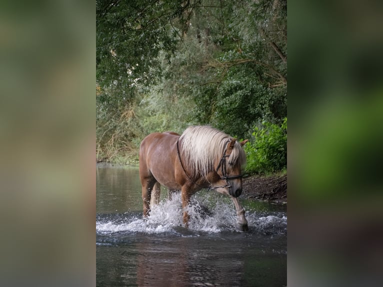 Haflinger Stute 11 Jahre 150 cm Fuchs in Garbsen