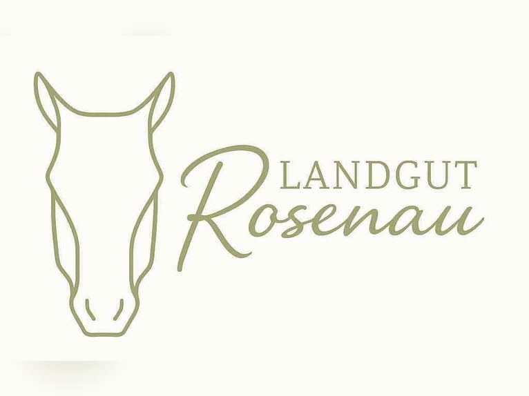 Haflinger Stute 11 Jahre 150 cm Fuchs in Mamming