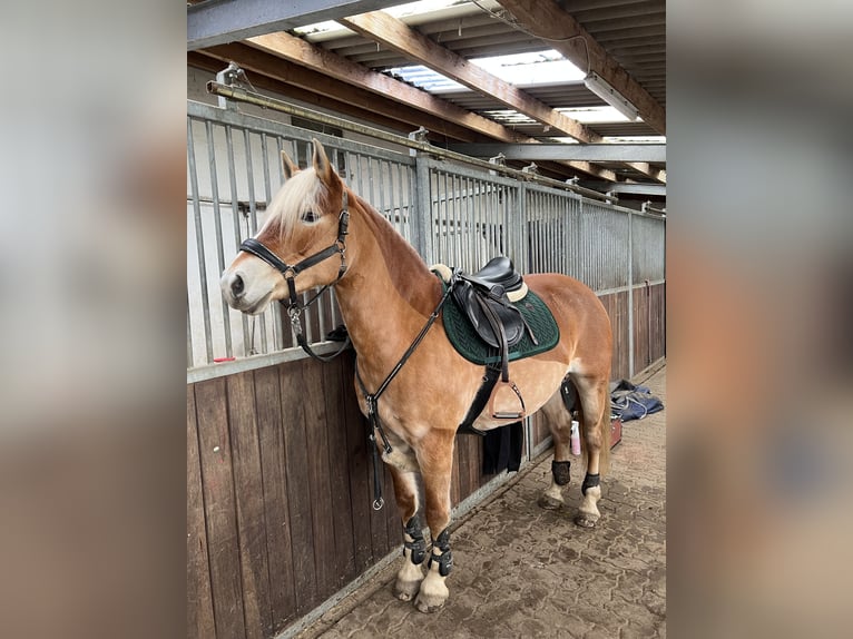 Haflinger Stute 11 Jahre 150 cm Fuchs in Wasb&#xFC;ttel
