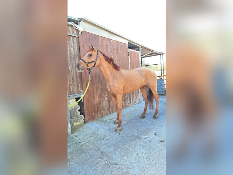 Haflinger Mix Stute 11 Jahre 150 cm Fuchs in Solarino