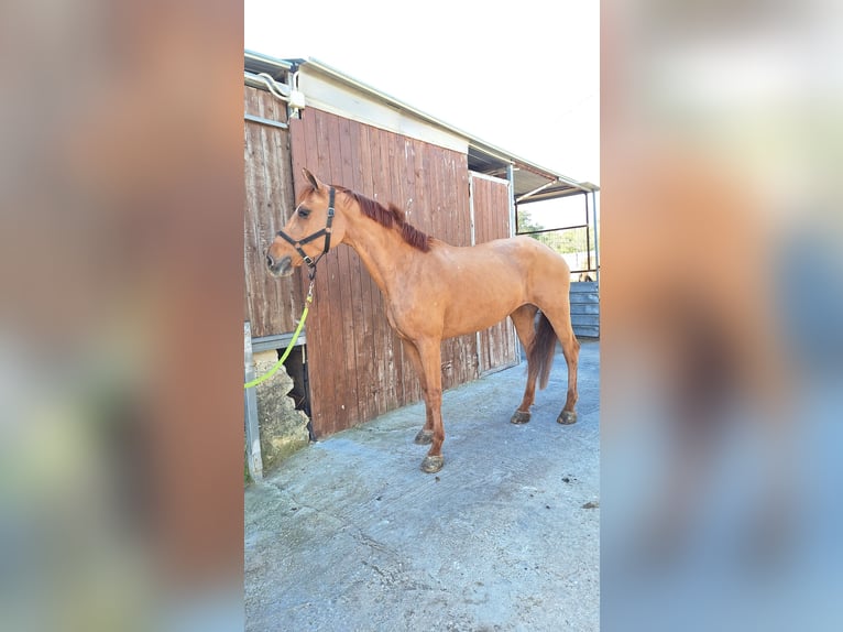 Haflinger Mix Stute 11 Jahre 150 cm Fuchs in Solarino
