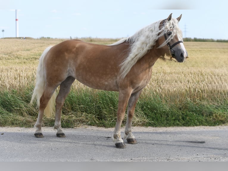 Haflinger Stute 11 Jahre 150 cm Hellbrauner in Geilenkirchen