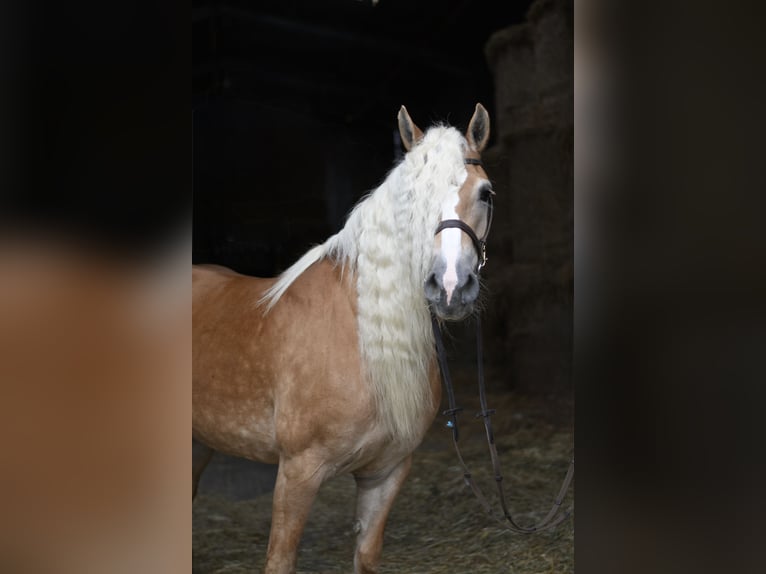 Haflinger Stute 11 Jahre 150 cm Hellbrauner in Geilenkirchen