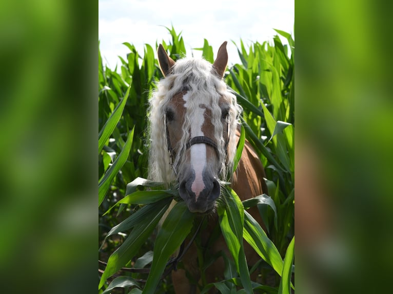Haflinger Stute 11 Jahre 150 cm Hellbrauner in Geilenkirchen