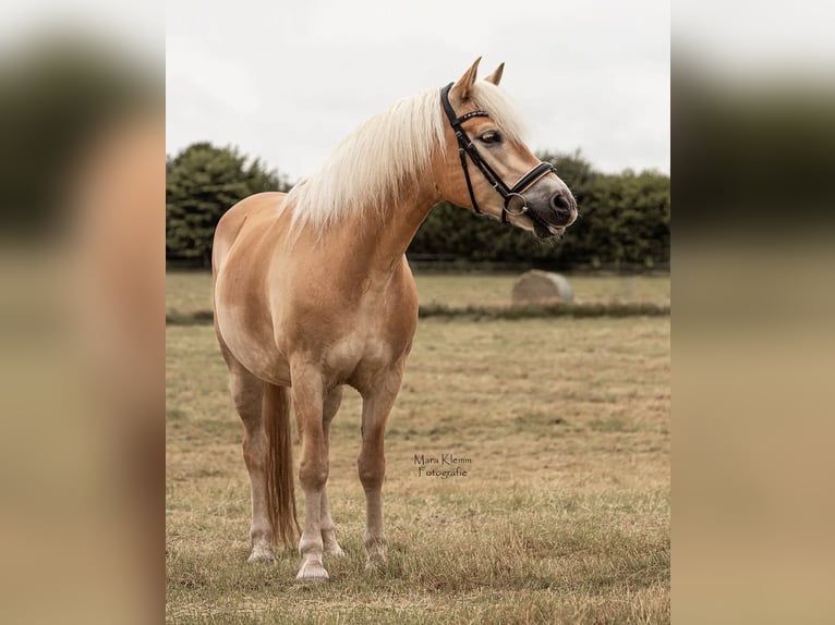 Haflinger Stute 11 Jahre 152 cm in Stockelsdorf