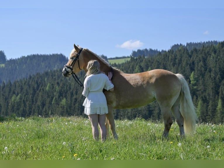 Haflinger Stute 11 Jahre 154 cm in Schwarzenbach am Größing