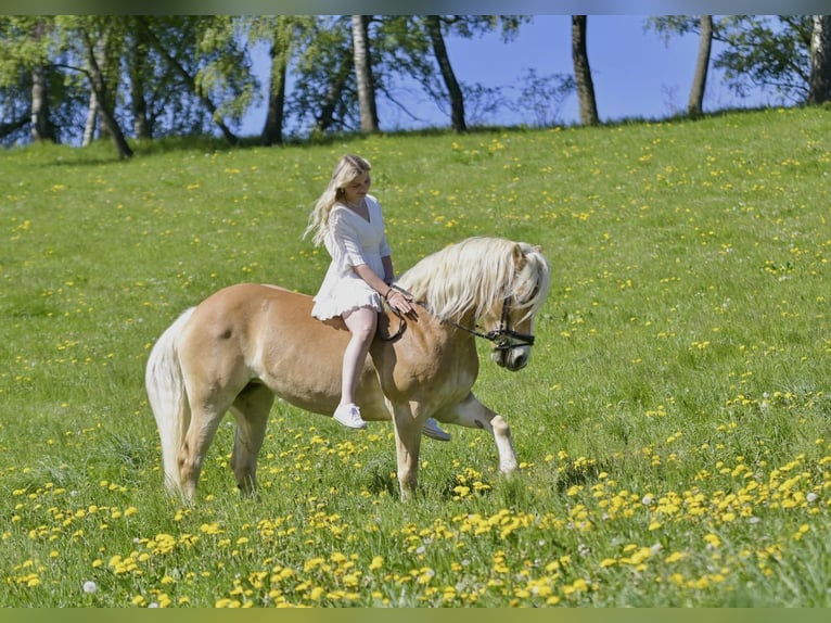 Haflinger Stute 11 Jahre 154 cm in Schwarzenbach am Größing