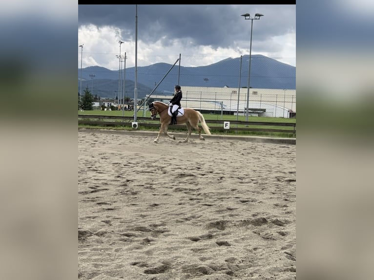 Haflinger Stute 11 Jahre 154 cm in Schwarzenbach am Größing