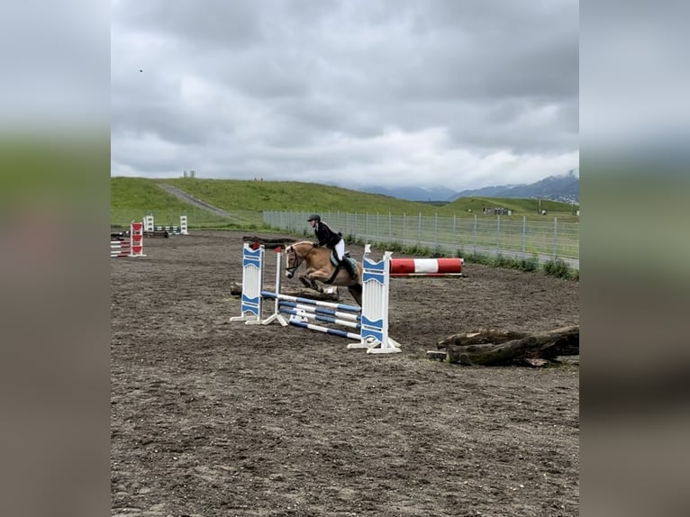Haflinger Stute 11 Jahre 154 cm in Schwarzenbach am Größing